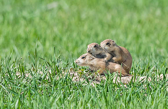 Black-tailed_prairie_dog_6