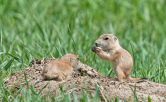 Black-tailed_prairie_dog_7