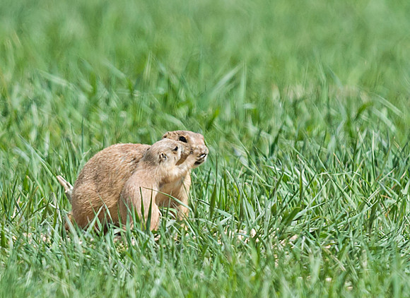 Black-tailed_prairie_dog_8