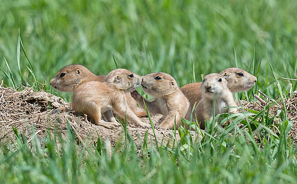 Black-tailed_prairie_dog_9