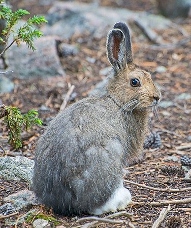Snowshoe_Hare_3