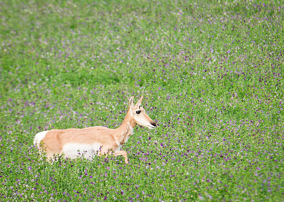 Pronghorn_antelope_7