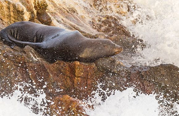 California_Sea_Lion_Malibu_2015_1