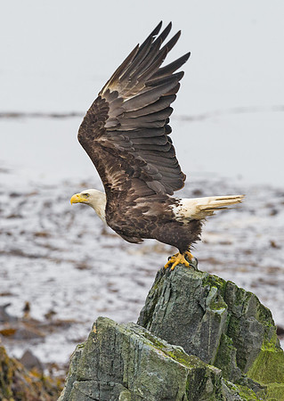 Bald_eagle_DH_12