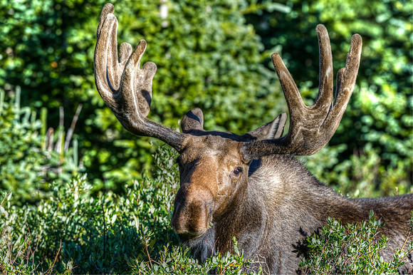 Moose_14_final