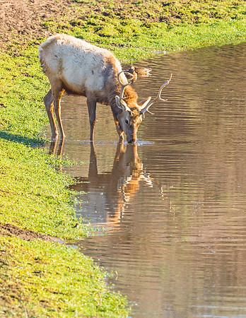 Elk_Tule_PRNS_2015_8