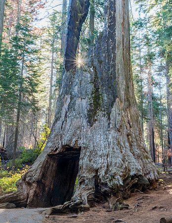Giant_Sequoia_Sunburst