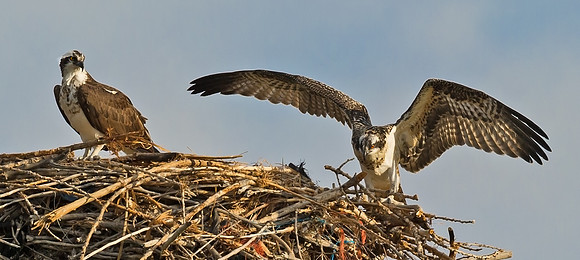 Osprey_31
