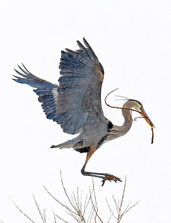 Great_Blue_Heron_4