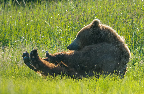 Brown_bear_stretching_7