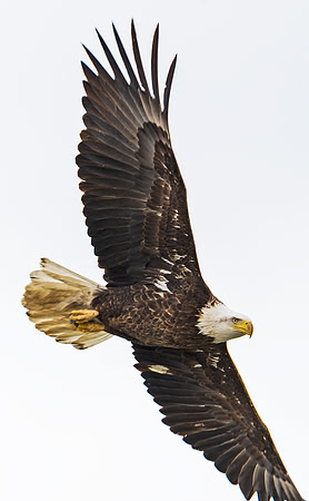 Bald_eagle_79