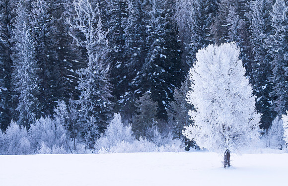 Trees_and_Frost_GTNP_2016_1