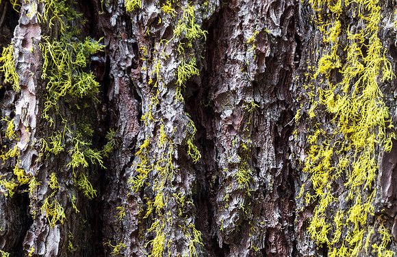 Sequoia_Bark_1