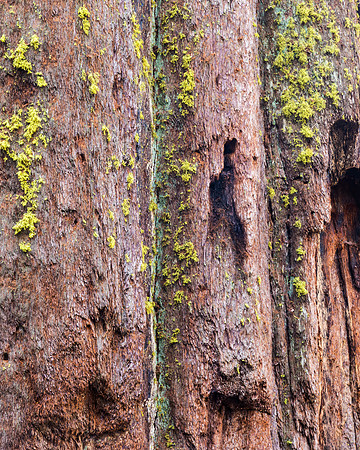 Sequoia_bumps