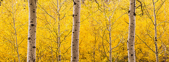 Triple Aspens