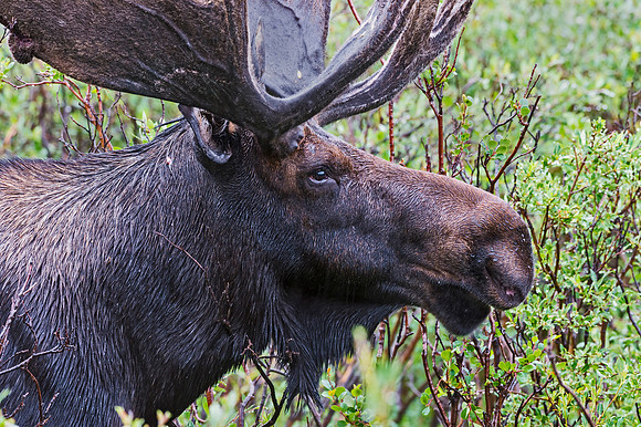 Moose_80