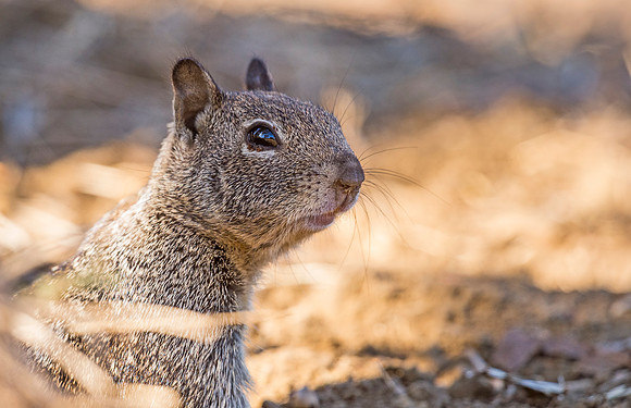 CA_ground_squirrel_2015_1
