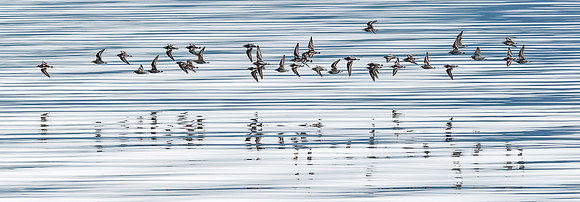 Ruddy_turnstone_DH_1
