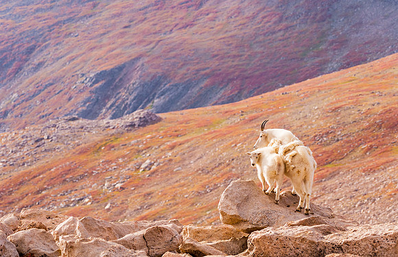 Mountain_goat_Mt_Evans_2015_7