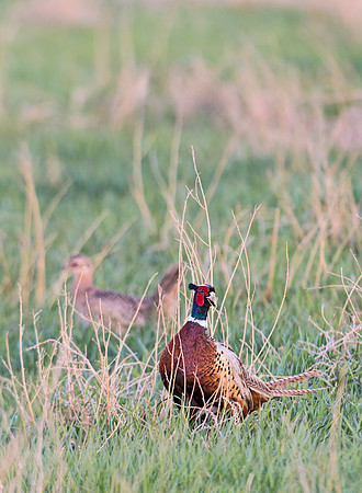 Ring-necked_pheasant_4