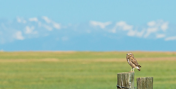 Burrowing_owl_28