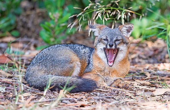 Island_fox_Channel_Islands_2015_5
