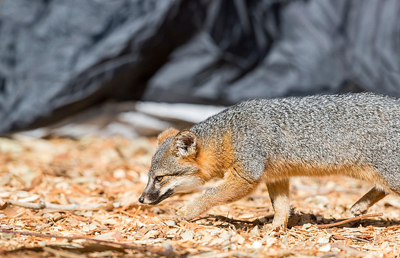 Island_fox_CINP_2015_16