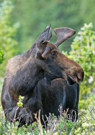 Moose_16