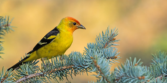 Western_Tanager_1