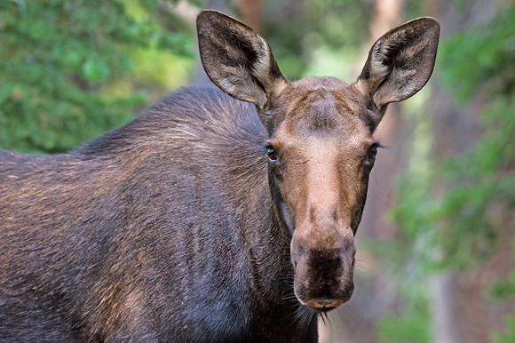 Moose_15