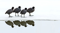 American_coot_2