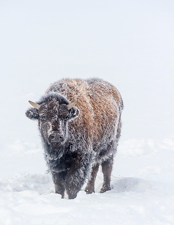 Bison_YNP_2016_3