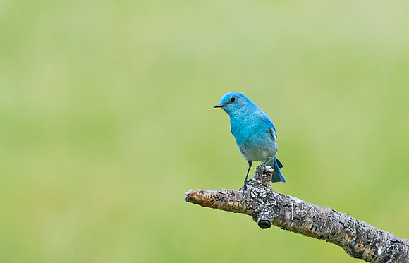Mountain_bluebird_6