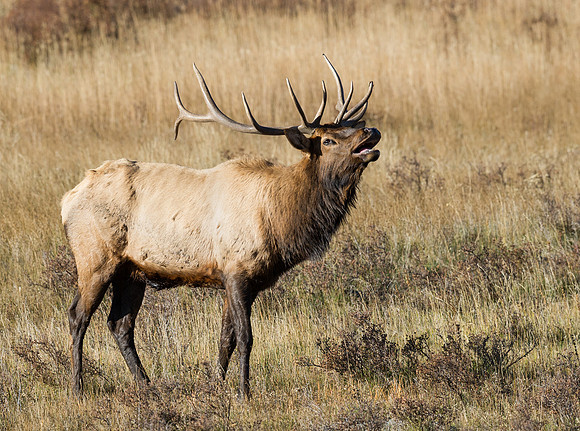 Elk_15