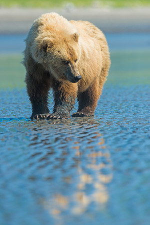 Brown_Bear_Clamming_4_rev