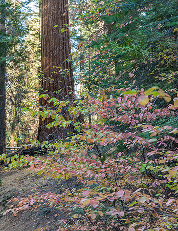 Sequoia_and_Dogwood