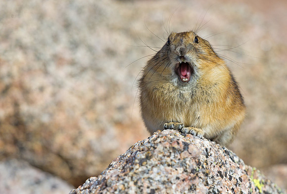 Pika_5