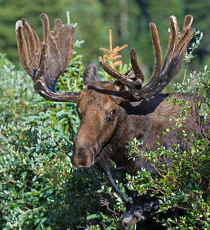 Moose_18
