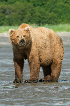 Brown_bear_clamming_5