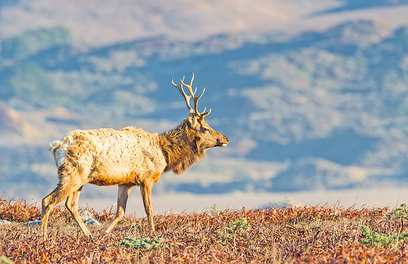 Elk_Tule_PRNS_2015_5
