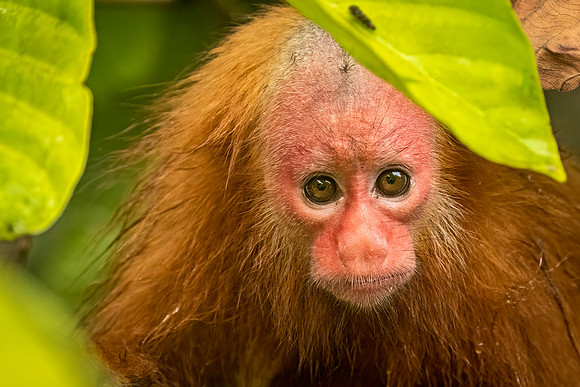 Red_Bald_headed_uakari_Peru_2023_1
