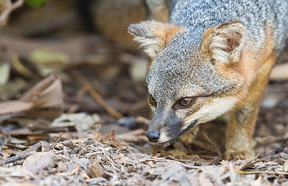 Island_fox_Channel_Islands_2015_2