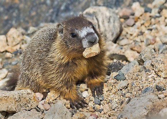 Marmot_baby_10