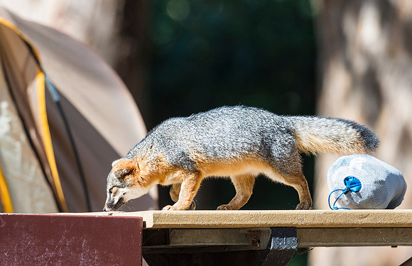 Island_fox_CINP_2015_10