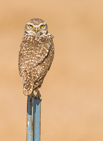 Burrowing_owl_33