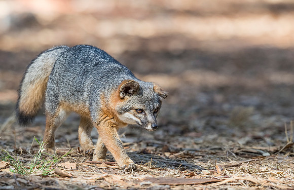 Island_fox_CINP_2015_13