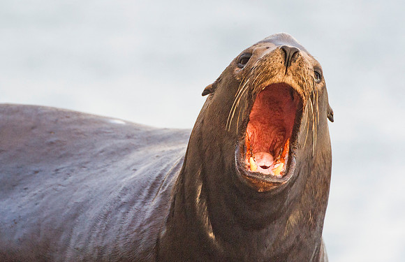California_Sea_Lion_Malibu_2015_9