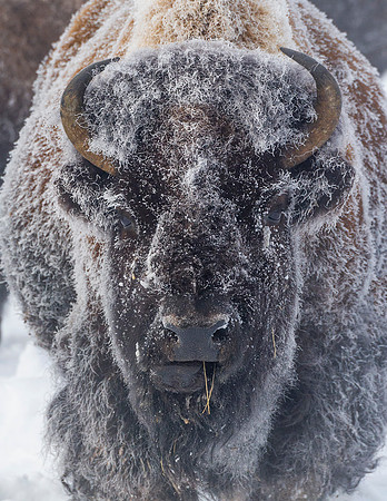 Bison_YNP_2016_2