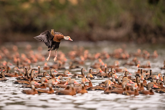 Black-bellied_whistling_duck_AudubonP_2022_3