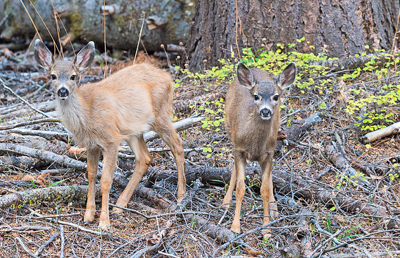 Mule_deer_fawns_Yosemite_2015_1